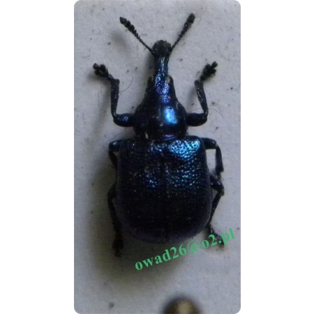 Byctiscus betulae (Linnaeus, 1758) Tutkarz cygarowiec, zdobnik brzozowiec